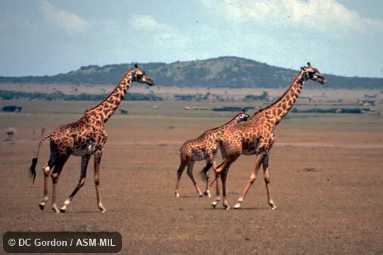 Side view of group. Giraffa tippelskirchi tippelskirchi. Formerly Giraffa camelopardalis tippelskirchi. Also as Kilimanjaro Giraffe. Side view of group. Giraffa tippelskirchi tippelskirchi. Formerly Giraffa camelopardalis tippelskirchi. Also as Kilimanjaro Giraffe.