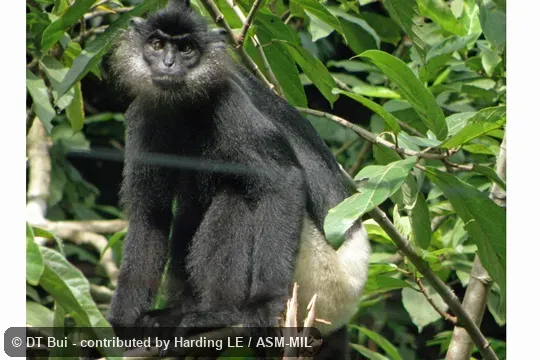 Frontal view of adult. Also as White-rumped Black Leaf Monkey. Frontal view of adult. Also as White-rumped Black Leaf Monkey.