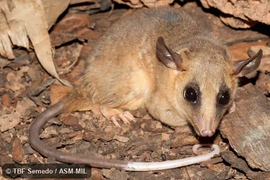 Lateral view of adult caught in live trap set in vines. Formerly as Micoureus constantiae. Also as Bay-colored Mouse Opossum|Pale-bellied Woolly Mouse Opossum. Lateral view of adult caught in live trap set in vines. Formerly as Micoureus constantiae. Also as Bay-colored Mouse Opossum|Pale-bellied Woolly Mouse Opossum.