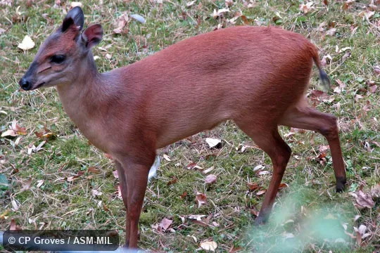 Single adult. Cephalophus natalensis natalensis. Also as Natal Red Duiker. Formerly Cephalophus natalensis. Single adult. Cephalophus natalensis natalensis. Also as Natal Red Duiker. Formerly Cephalophus natalensis.