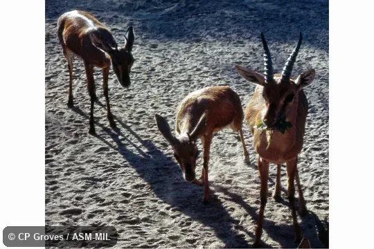 One male and two females. Gazella bennettii bennettii. Also as Indian Gazelle|Deccan Chinkara. One male and two females. Gazella bennettii bennettii. Also as Indian Gazelle|Deccan Chinkara.
