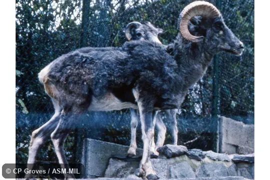 Ovis ammon karelini. Also as Ovis karelini, Tianshan Argali. Ovis ammon karelini. Also as Ovis karelini, Tianshan Argali.