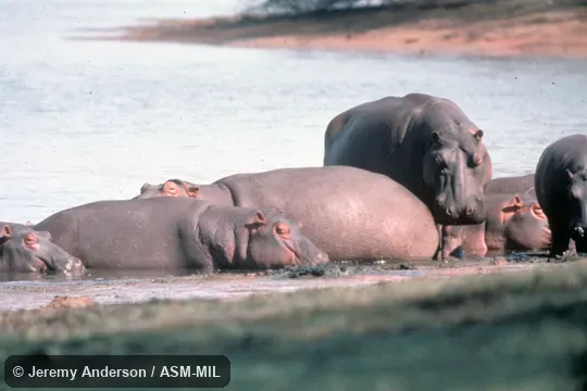 Group resting in shallow water Group resting in shallow water