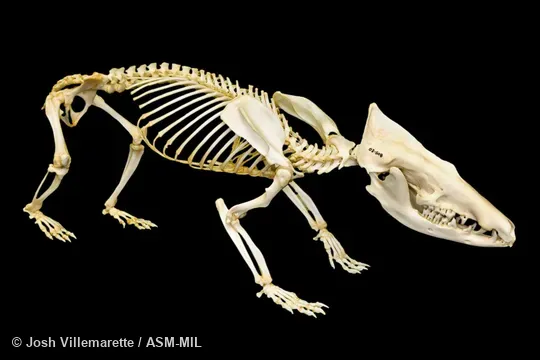 Lateral view of mounted skeleton. Also as Common Tenrec. Lateral view of mounted skeleton. Also as Common Tenrec.