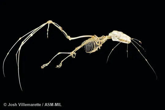 Diagonal anterior view of mounted skeleton with wings spread Diagonal anterior view of mounted skeleton with wings spread