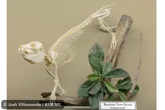 Lateral view of mounted skeleton. Also as Beecroft's Tree Hyrax. Lateral view of mounted skeleton. Also as Beecroft's Tree Hyrax.