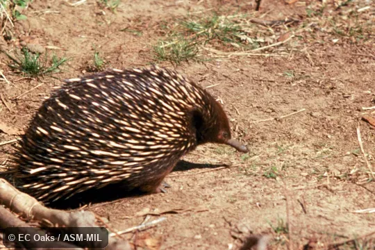 Side view. Also as Australian Echidna|Short-nosed Echidna|Spiny Anteater|Bristly Echidna. Side view. Also as Australian Echidna|Short-nosed Echidna|Spiny Anteater|Bristly Echidna.