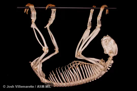 Lateral view of mounted skeleton hanging from horizontal branch. Formerly in Megalonychidae. Also as Linné's Two-toed Sloth|Southern Two-toed Sloth. Lateral view of mounted skeleton hanging from horizontal branch. Formerly in Megalonychidae. Also as Linné's Two-toed Sloth|Southern Two-toed Sloth.