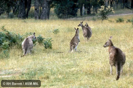 View of group feeding. Also as Eastern Grey Kangaroo|Forester|Great Grey Kangaroo|Scrub Kangaroo|Scrubber. View of group feeding. Also as Eastern Grey Kangaroo|Forester|Great Grey Kangaroo|Scrub Kangaroo|Scrubber.
