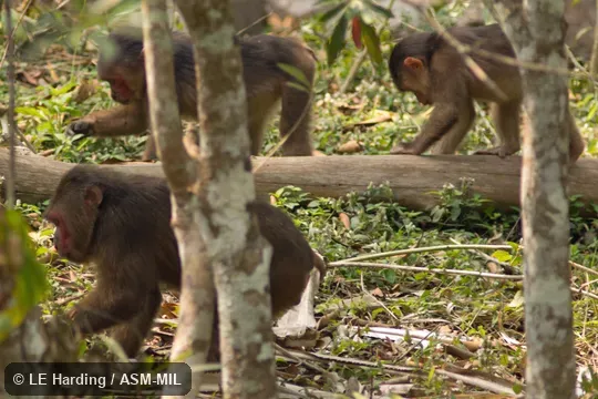 Group foraging. Also as Bear Macaque|Stumptail Macaque. Group foraging. Also as Bear Macaque|Stumptail Macaque.