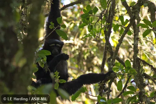 Adult in tree. Formerly as Bunopithecus hoolock. Adult in tree. Formerly as Bunopithecus hoolock.