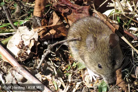 Front view showing foot and tail. Also as Yunnan Hadromys. Front view showing foot and tail. Also as Yunnan Hadromys.