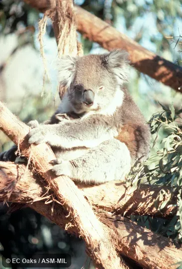 Front view, sitting, with young. Also as Koala Bear|Monkey Bear|Native Bear. Front view, sitting, with young. Also as Koala Bear|Monkey Bear|Native Bear.