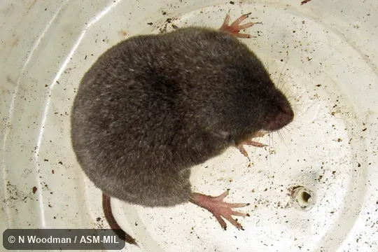 Formerly Soricomorpha. Also as Tropical Shrew|Tropical Small-eared Shrew. Formerly Soricomorpha. Also as Tropical Shrew|Tropical Small-eared Shrew.