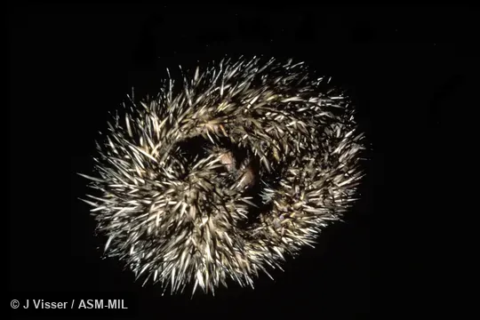 Captive in rolled-up defensive posture. Formerly Erinaceomorpha. Also as Cape Hedgehog|South African Hedgehog. Captive in rolled-up defensive posture. Formerly Erinaceomorpha. Also as Cape Hedgehog|South African Hedgehog.