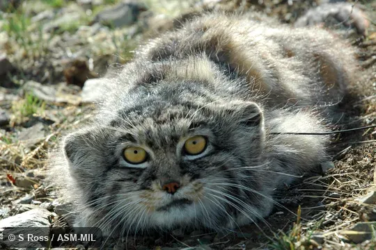 Frontal view of face. Formerly Felis manul. On cover of Journal of Mammalogy 93(5). Also as Manul|Steppe Cat. Frontal view of face. Formerly Felis manul. On cover of Journal of Mammalogy 93(5). Also as Manul|Steppe Cat.