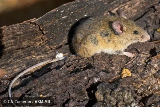 Lateral view of adult. Formerly Oryzomys couesi mexicanus, Coues's Marsh Rice Rat. Lateral view of adult. Formerly Oryzomys couesi mexicanus, Coues's Marsh Rice Rat.