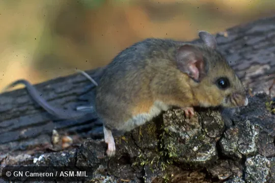 Lateral view of adult. Lateral view of adult.