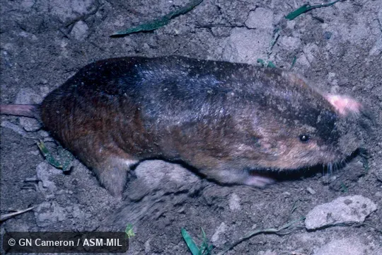 Dorso-lateral view of digging adult. Also as Victoria Pocket Gopher. Dorso-lateral view of digging adult. Also as Victoria Pocket Gopher.