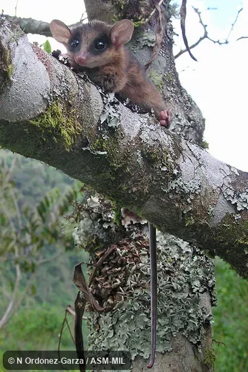 Frontal view on log; tail visible Frontal view on log; tail visible