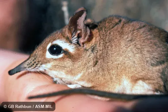 Close-up of head. Formerly Elephantulus rufescens. Also as Rufous Elephant-shrew|East African Long-eared Sengi|East African Long-eared Elephant-shrew|Rufous Spectacled Sengi|Rufous Spectacled Elephant-shrew|Spectacled Sengi|Spectacled Elephant-shrew. Close-up of head. Formerly Elephantulus rufescens. Also as Rufous Elephant-shrew|East African Long-eared Sengi|East African Long-eared Elephant-shrew|Rufous Spectacled Sengi|Rufous Spectacled Elephant-shrew|Spectacled Sengi|Spectacled Elephant-shrew.