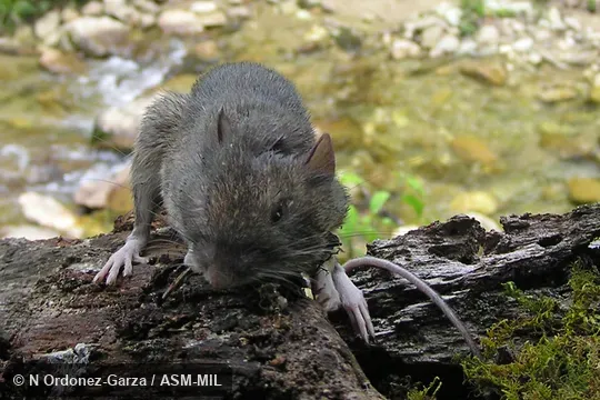 Frontal view, showing head, feet, and tail Frontal view, showing head, feet, and tail