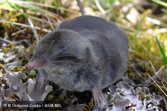 Anterior view, showing front feet and head. Formerly Soricomorpha. Anterior view, showing front feet and head. Formerly Soricomorpha.