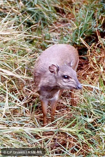 Frontal, dorsal view of adult. Philantomba monticola monticola. Also as Cape Blue Duiker. Frontal, dorsal view of adult. Philantomba monticola monticola. Also as Cape Blue Duiker.