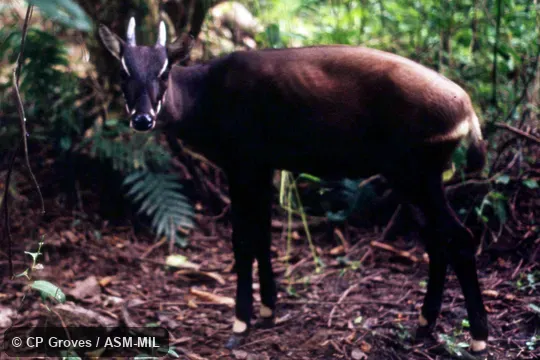 Side view of juvenile female Side view of juvenile female
