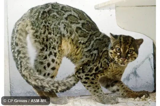 Side view of adult Side view of adult