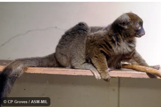 Side view of adult. Also as Broad-nosed Bamboo Lemur|Broad-nosed Gentle Lemur. Side view of adult. Also as Broad-nosed Bamboo Lemur|Broad-nosed Gentle Lemur.