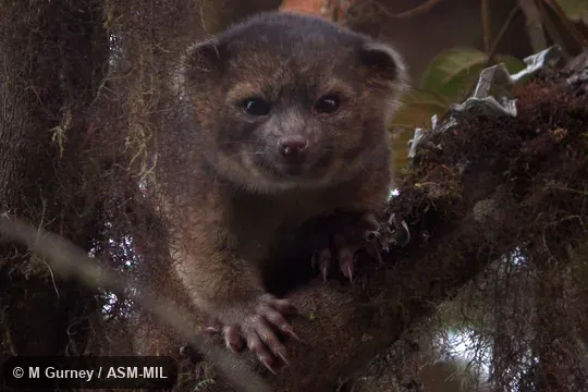 Adult in tree Adult in tree
