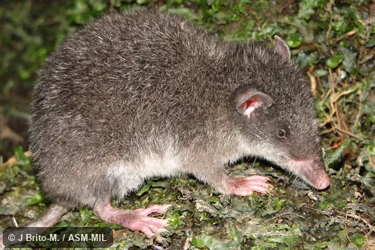 Lateral view. Image on cover of Journal of Mammalogy, 94(5) Lateral view. Image on cover of Journal of Mammalogy, 94(5)