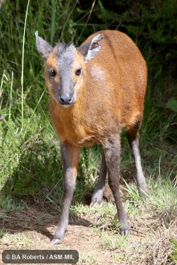 Anterior view of adult. Formerly Cephalophus nigrifrons hooki, Black-fronted Duiker. Also as Cephalophus hooki, Mt. Kenya Duiker. Anterior view of adult. Formerly Cephalophus nigrifrons hooki, Black-fronted Duiker. Also as Cephalophus hooki, Mt. Kenya Duiker.