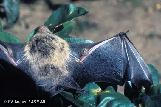 Ventral view showing wing sacs. Also as Greater White-lined Bat. Ventral view showing wing sacs. Also as Greater White-lined Bat.
