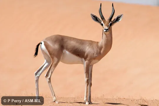 Formerly Gazella gazella cora, Mountain Gazelle. Also as Gazella cora, Arabian Mountain Gazelle. Formerly Gazella gazella cora, Mountain Gazelle. Also as Gazella cora, Arabian Mountain Gazelle.