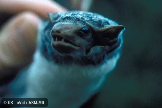 Close-up of head Close-up of head