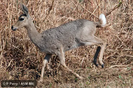 Also as Vaal Rhebok Also as Vaal Rhebok