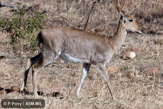Redunca fulvorufula fulvorufula. Also as Southern Mountain Reedbuck. Redunca fulvorufula fulvorufula. Also as Southern Mountain Reedbuck.
