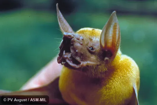 Close-up of head Close-up of head