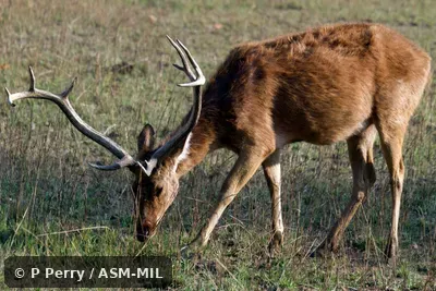 Rucervus duvaucelii branderi, Hard-ground Barasingha|Southern Barasingha|Southern Swamp Deer. Rucervus duvaucelii branderi, Hard-ground Barasingha|Southern Barasingha|Southern Swamp Deer.
