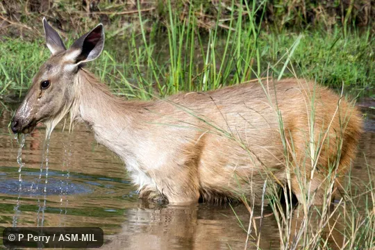 Also as Cervus unicolor, Indian Sambar. Also as Cervus unicolor, Indian Sambar.