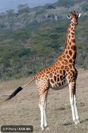 Giraffa camelopardalis camelopardalis. Formerly Giraffa camelopardalis rothschildi, Rothschild Giraffe|Baringo Giraffe|Ugandan Giraffe. Giraffa camelopardalis camelopardalis. Formerly Giraffa camelopardalis rothschildi, Rothschild Giraffe|Baringo Giraffe|Ugandan Giraffe.