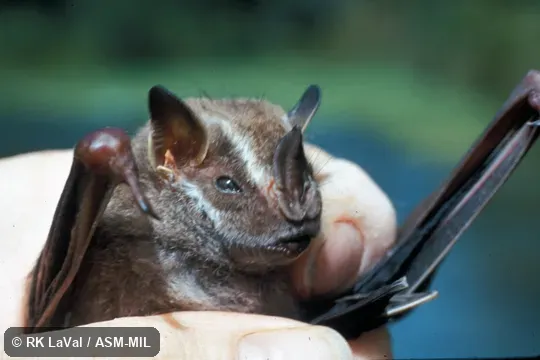 Close-up of head. Also as Dwarf Big-eyed Bat. Close-up of head. Also as Dwarf Big-eyed Bat.