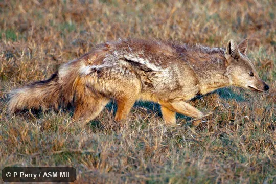 Formerly Canis adustus|Lupulella adustus. Formerly Canis adustus|Lupulella adustus.