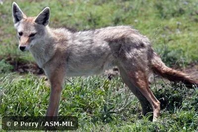 Canis lupaster bea. Formerly Canis aureus bea, Golden Jackal. Also as Canis anthus. Also as African Golden Wolf|African Wolf|Egyptian Wolf. Canis lupaster bea. Formerly Canis aureus bea, Golden Jackal. Also as Canis anthus. Also as African Golden Wolf|African Wolf|Egyptian Wolf.