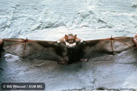 Ventral view shows lattice in extended wings. Also as Lattice-winged Bat. Ventral view shows lattice in extended wings. Also as Lattice-winged Bat.