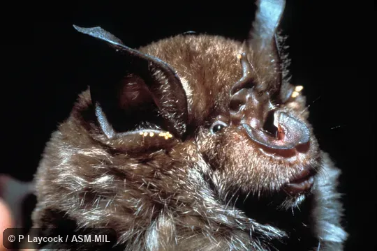 Close-up of head. Also as Arabian Horseshoe Bat|Cretzschmar's Horseshoe Bat. Close-up of head. Also as Arabian Horseshoe Bat|Cretzschmar's Horseshoe Bat.