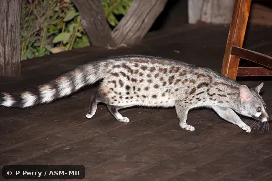 Genetta genetta senegalensis. Formerly Genetta maculata senegalensis. Also as Common Small-spotted Genet. Genetta genetta senegalensis. Formerly Genetta maculata senegalensis. Also as Common Small-spotted Genet.
