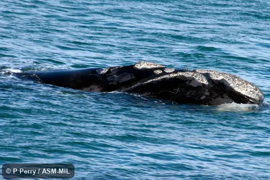 Formerly in order Cetacea. Formerly in order Cetacea.